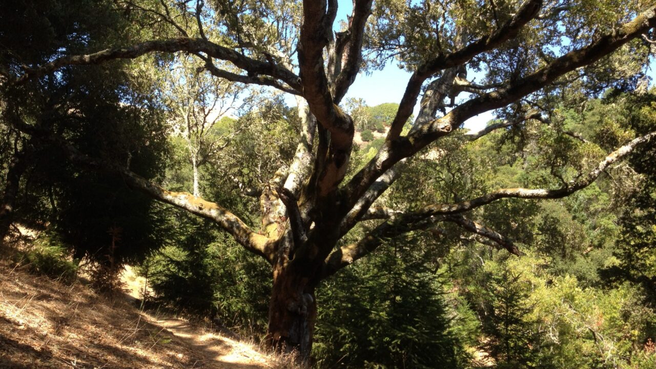 Unfolding of the Sacred Feminine (retreat talk) - Tara Brach