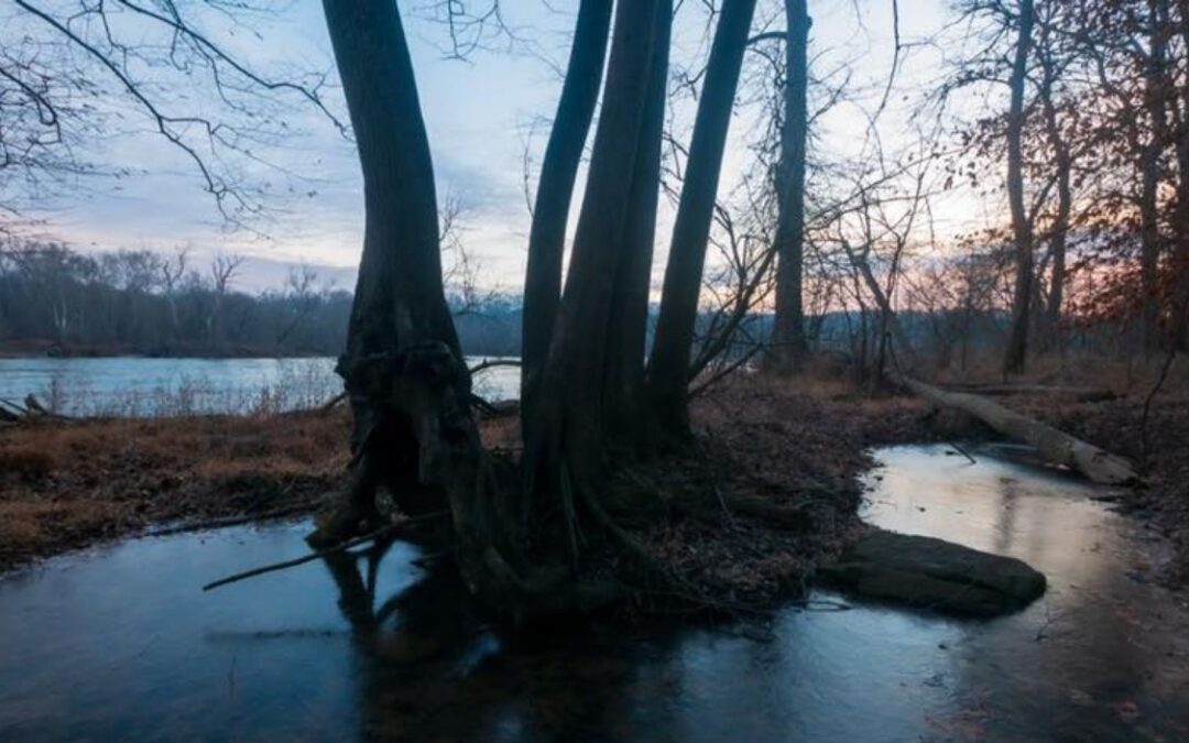 Meditation: Resting Your Heart in Presence (20:12 min.)